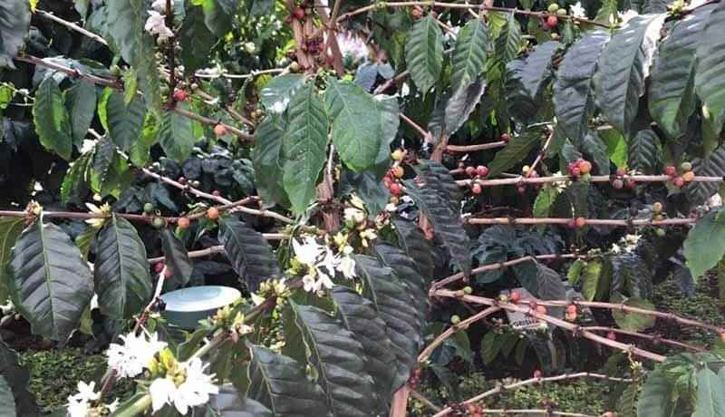 Buscan 254 Productores De Cordoba Apoyo De Procafe 2018