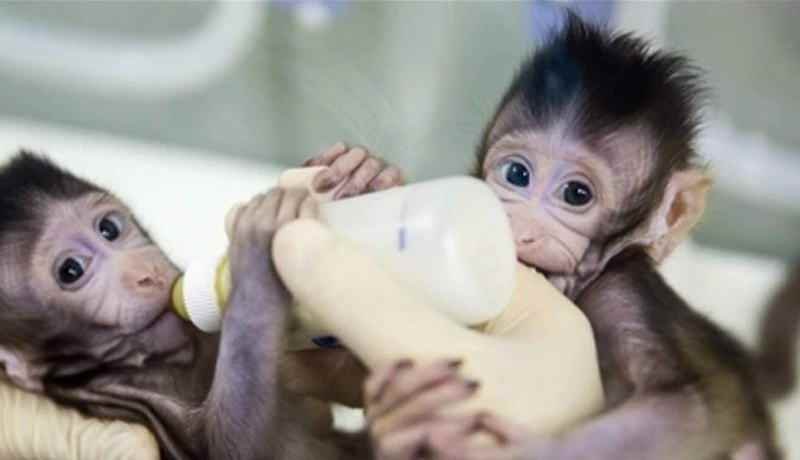 Logran Cientificos Chinos La Primera Clonacion De Primates