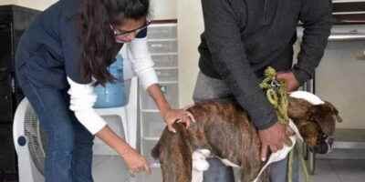 Realiza Centro De Bienestar Animal Exitosa Campana De Esterilizacion