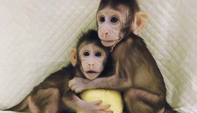 Clonacion De Primates Abre Puerta A Clonacion Humana Especialistas