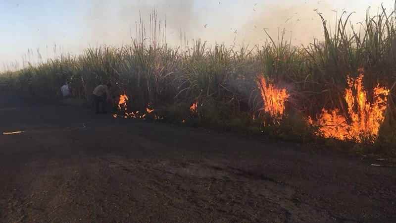 Incendio Arrasa Casi Mil Hectareas De Cana En Paso Del Macho 3