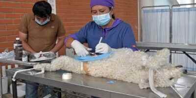 Jornada De Esterilizacion Y Vacunacion Antirrabica