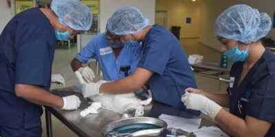 Campana Masiva De Esterilizacion Canina Y Felina 3