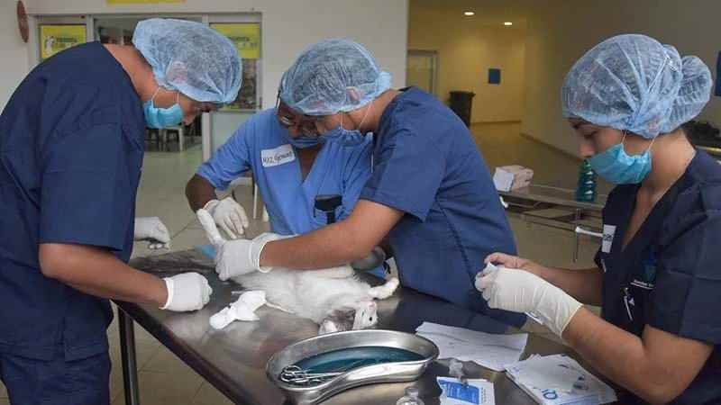 Campana Masiva De Esterilizacion Canina Y Felina 3