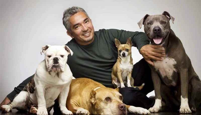 Cesar Millan Es Defendido Por Sus Perros De Malandro