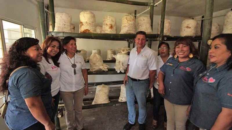 Impulsan cultivo y producción de hongo seta en Ixtac
