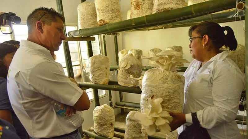 Impulsan cultivo y producción de hongo seta en Ixtac