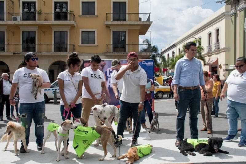 Perros rescatados en albergue “Mascotitas” podrán darse en adopción en un mes
