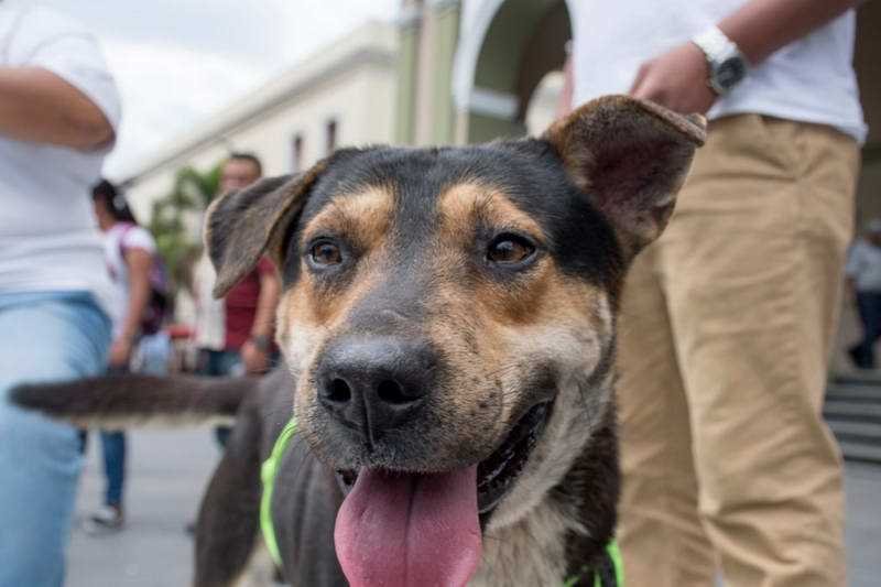 Perros rescatados en albergue “Mascotitas” podrán darse en adopción en un mes