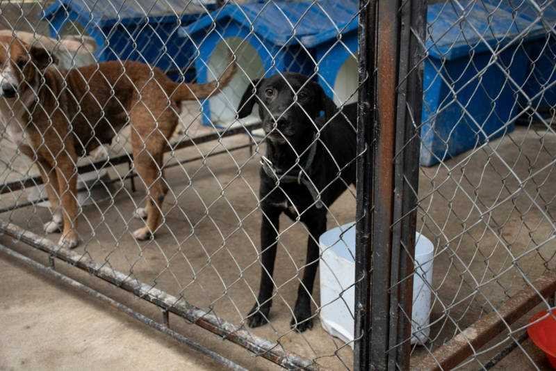 Perros rescatados en albergue “Mascotitas” podrán darse en adopción en un mes