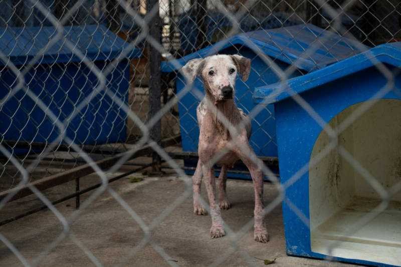 Perros rescatados en albergue “Mascotitas” podrán darse en adopción en un mes