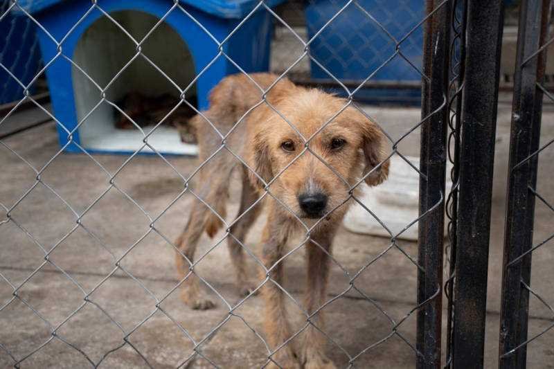Perros rescatados en albergue “Mascotitas” podrán darse en adopción en un mes