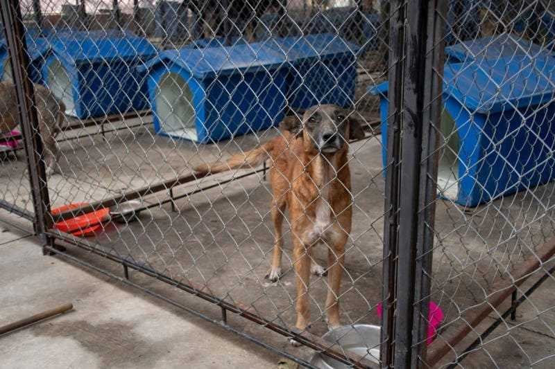 Perros rescatados en albergue “Mascotitas” podrán darse en adopción en un mes