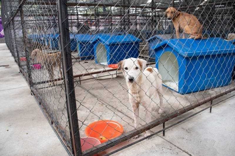Perros rescatados en albergue “Mascotitas” podrán darse en adopción en un mes