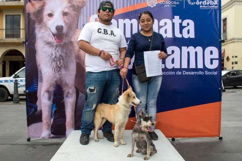 Perros rescatados en albergue “Mascotitas” podrán darse en adopción en un mes