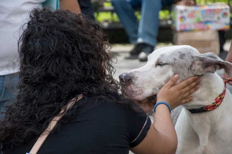 Perros rescatados en albergue “Mascotitas” podrán darse en adopción en un mes
