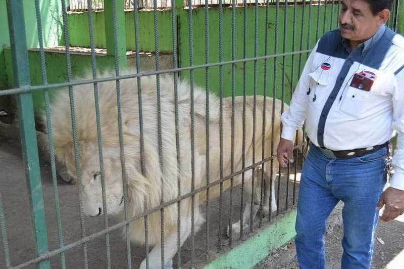 Nace tigre de bengala en Bio Zoo; se llamará Covid