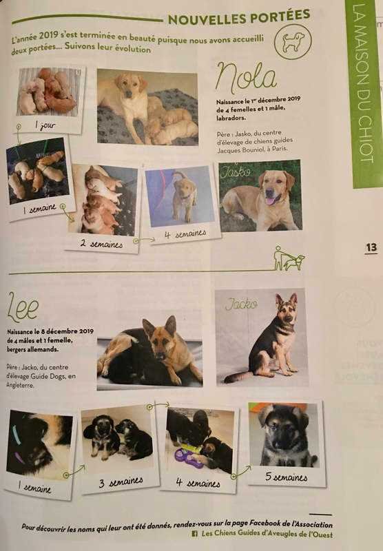 Perros guías para invidentes