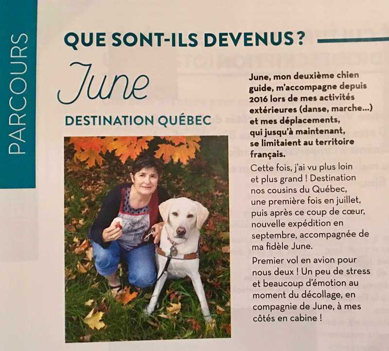 Perros guías para invidentes