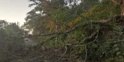 caida de arbol bloquea varias horas carretera los carriles los mangos