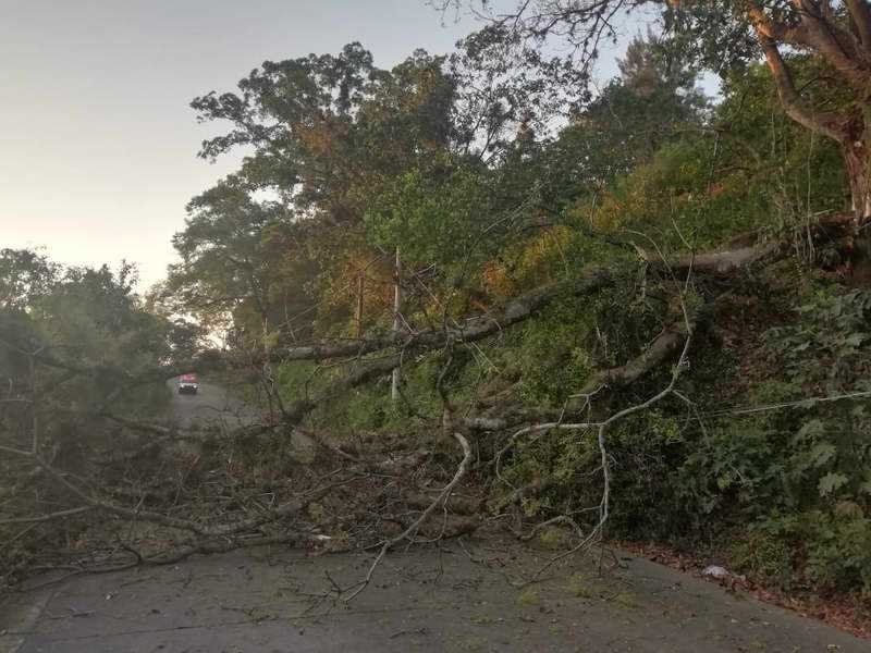 caida de arbol bloquea varias horas carretera los carriles los mangos