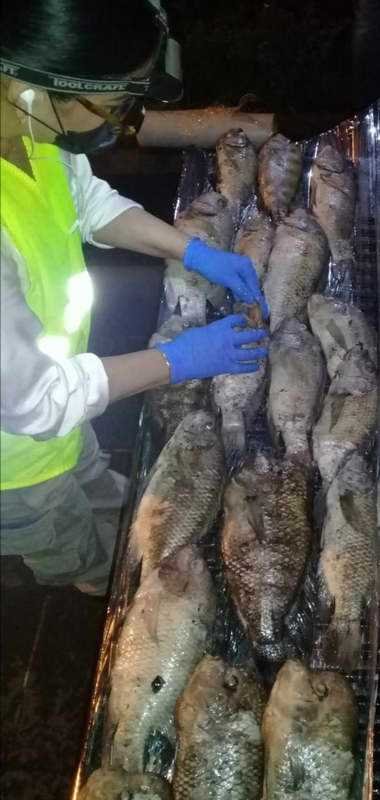 Cambios en el oxígeno y la temperatura, causas de la muerte de peces en Los Lagos de Xalapa: PMA