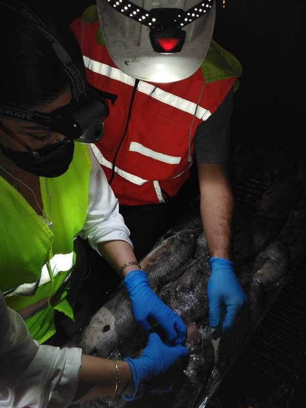 Cambios en el oxígeno y la temperatura, causas de la muerte de peces en Los Lagos de Xalapa: PMA