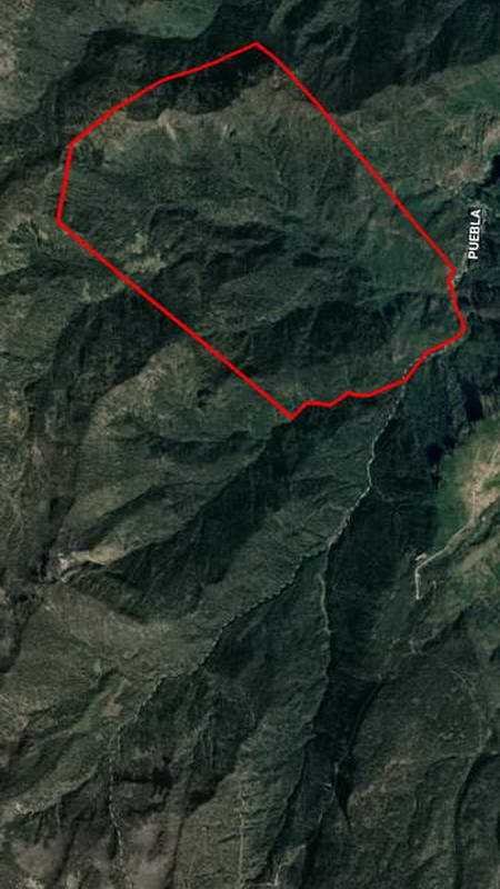 Semarnat sin avances en denuncias por tala clandestina en el Pico