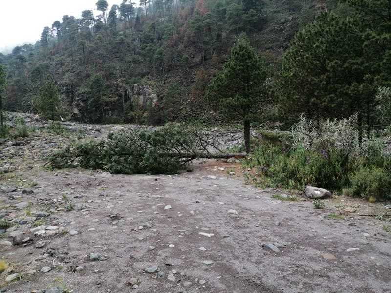 Semarnat sin avances en denuncias por tala clandestina en el Pico