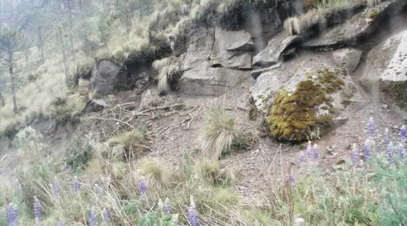 Semarnat sin avances en denuncias por tala clandestina en el Pico