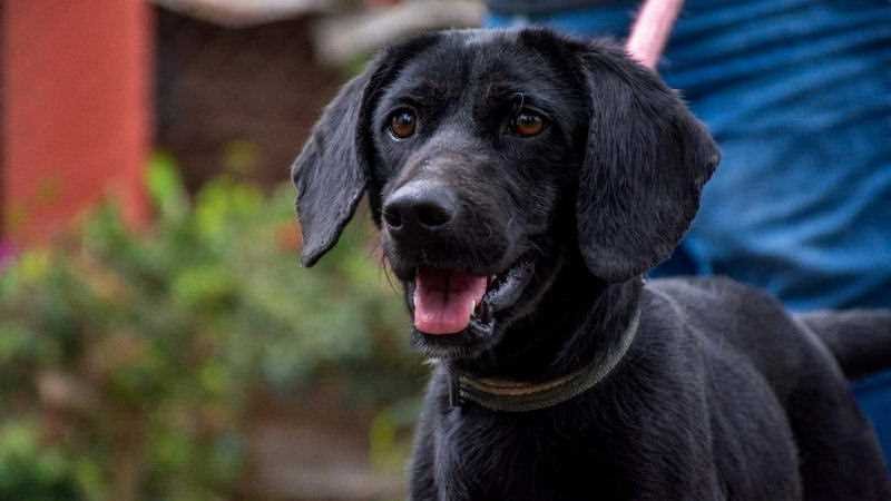 Animales de compañía encuentran nuevos hogares gracias a Adopta desde Casa de CBA Córdoba