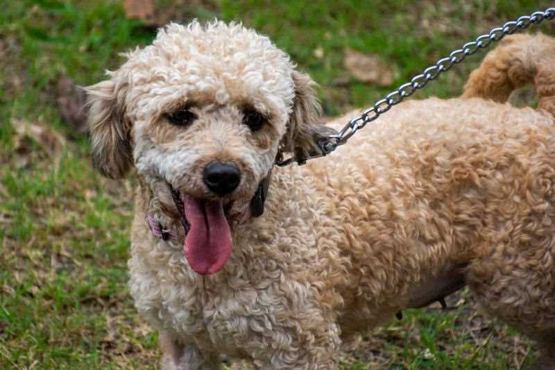 Animales de compañía encuentran nuevos hogares gracias a Adopta desde Casa de CBA Córdoba