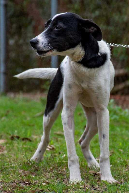 Animales de compañía encuentran nuevos hogares gracias a Adopta desde Casa de CBA Córdoba