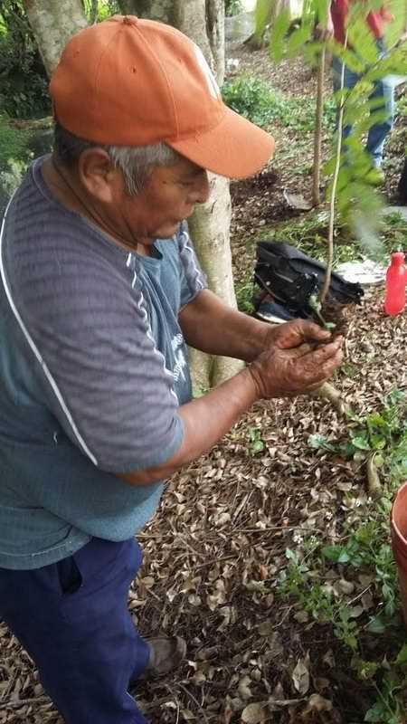 Inicia el viernes campaña de reforestación