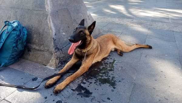 Los perros son familia no una moda
