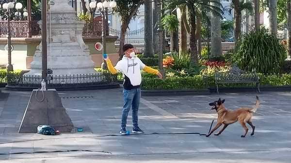 Los perros son familia no una moda