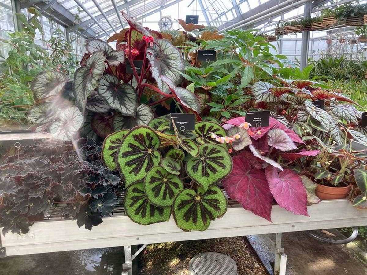 Los invernaderos del jardín de Luxemburgo