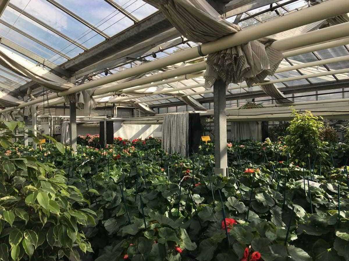 Los invernaderos del jardín de Luxemburgo