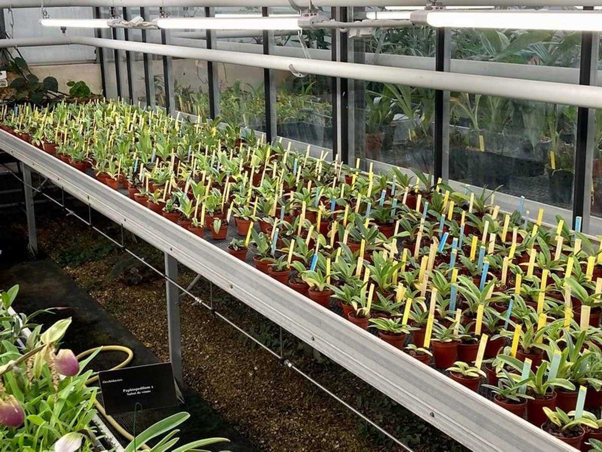 Los invernaderos del jardín de Luxemburgo
