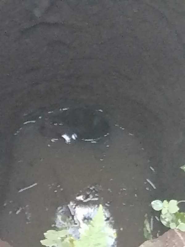Rescatistas y bomberos rescatan a perrito que cayó a pozo en comunidad de Monte Salas