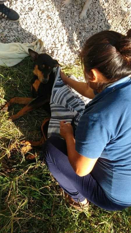 Rescatistas y bomberos rescatan a perrito que cayó a pozo en comunidad de Monte Salas