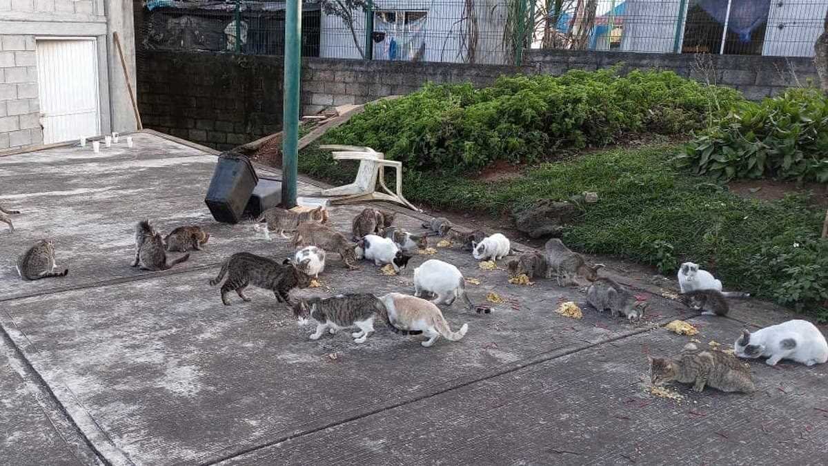 Don Pau, dejó su hogar en el Huilango 1 y vive en la eternidad: la manada lo extrañará
