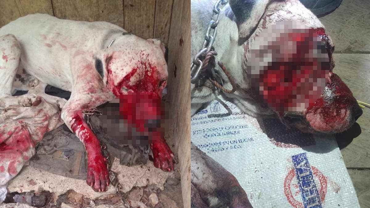 Perrito atacado