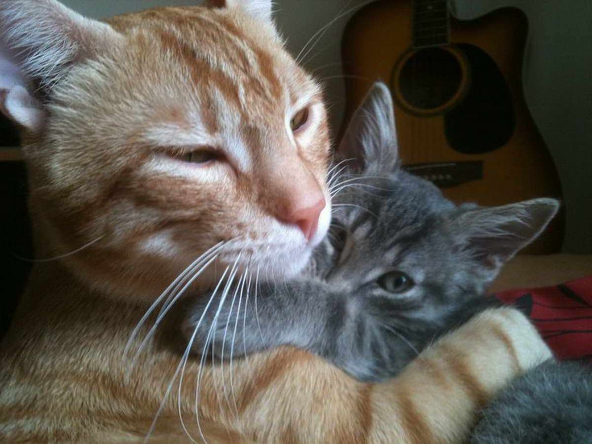 ¿Tiene usted un gato?