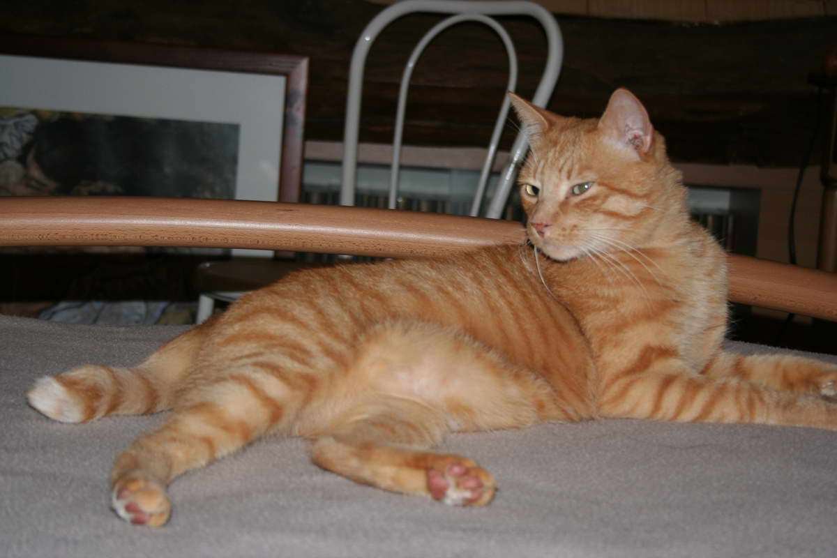 ¿Tiene usted un gato?
