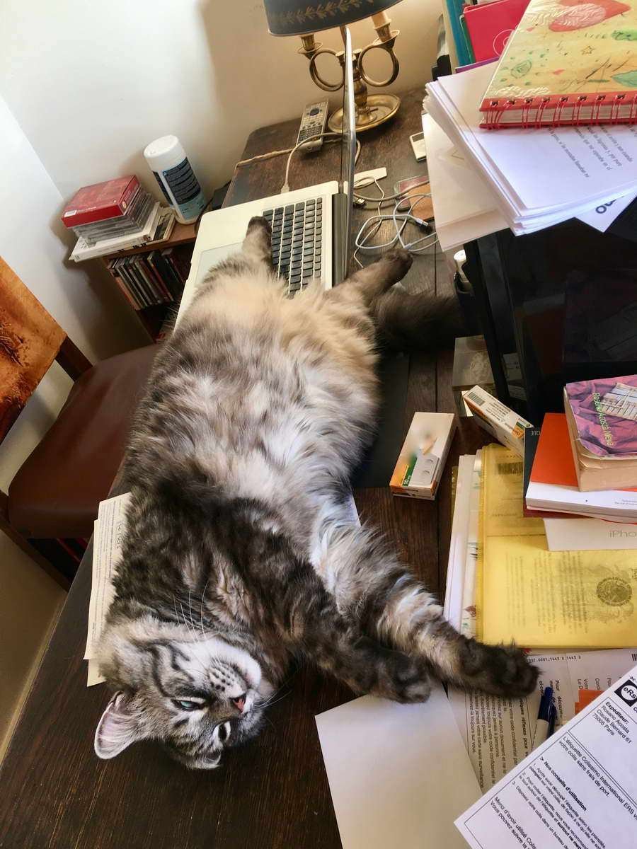 ¿Tiene usted un gato?