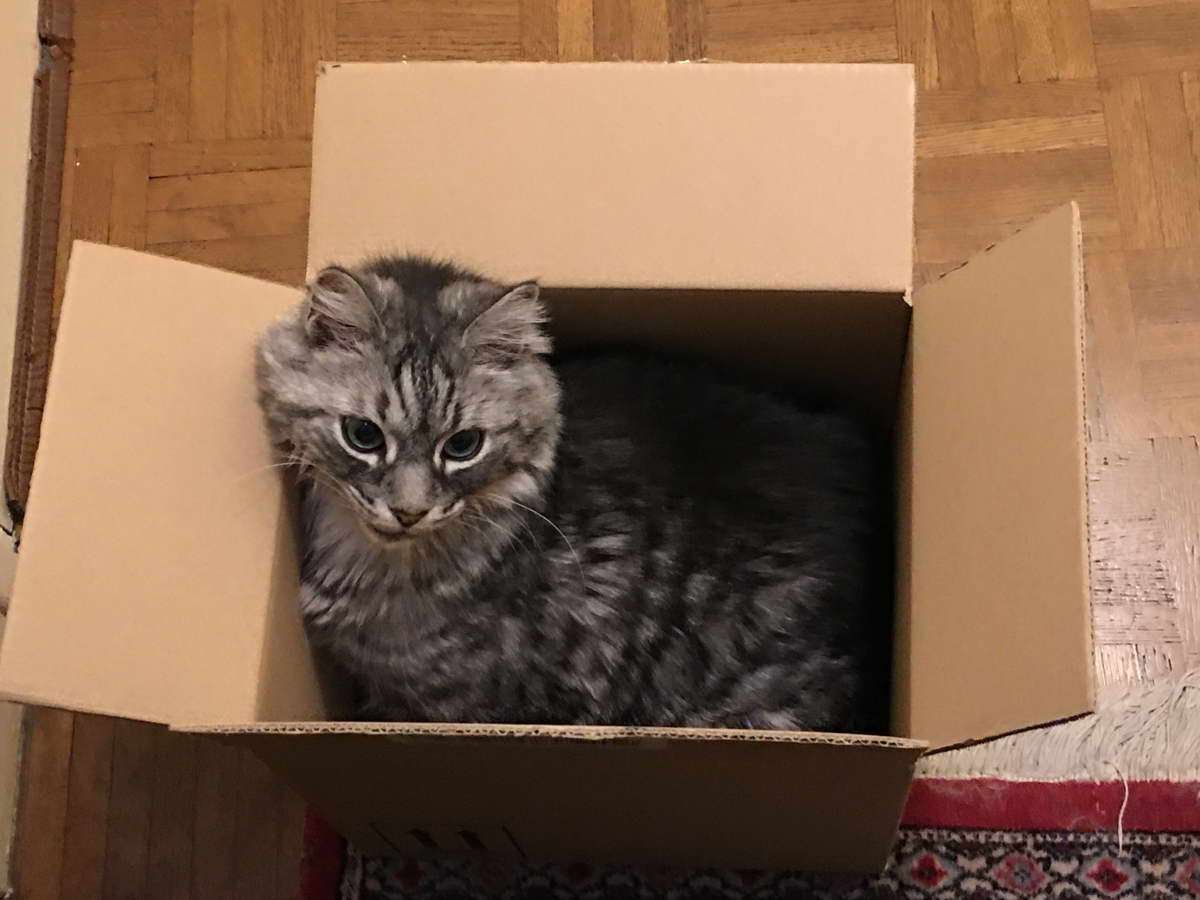 ¿Tiene usted un gato?