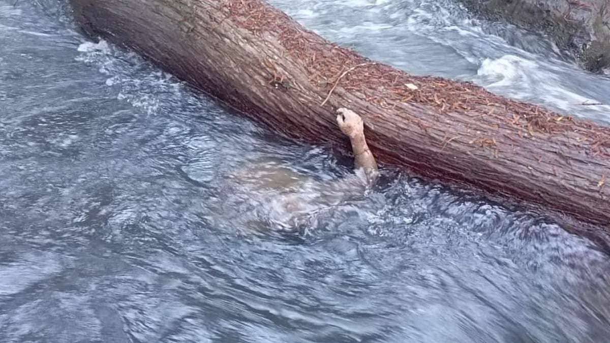 Nicolás Juárez Vázquez