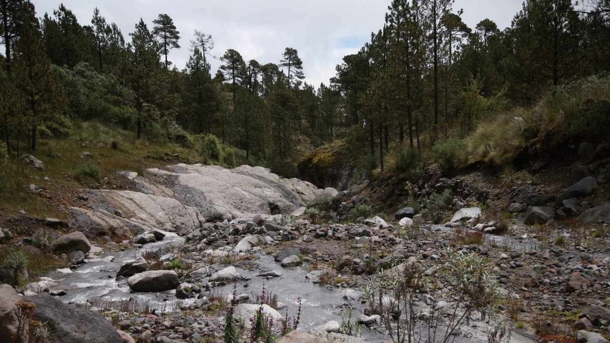 Tala y nula reforestación, brutal condena al Pico de Orizaba