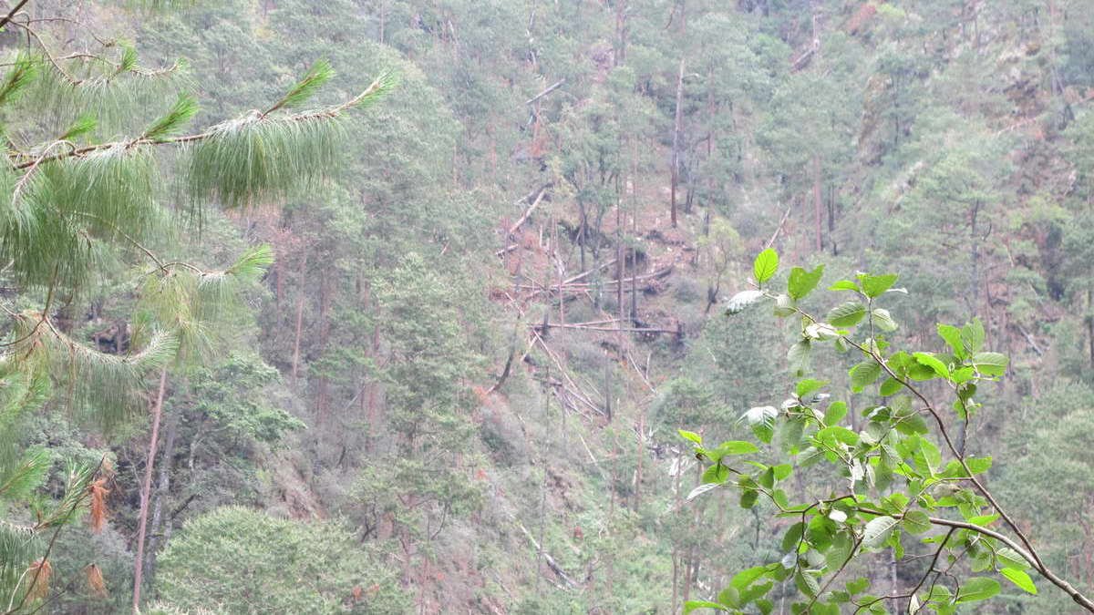 Tala y nula reforestación, brutal condena al Pico de Orizaba